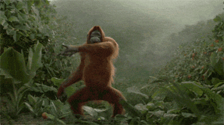 dancing orangutan