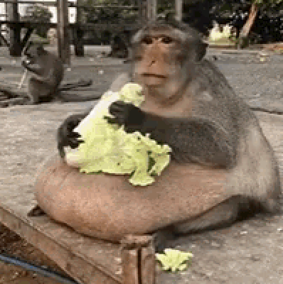 fat orangutan eating