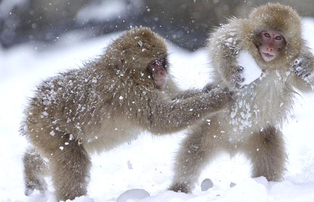 snow monkeys